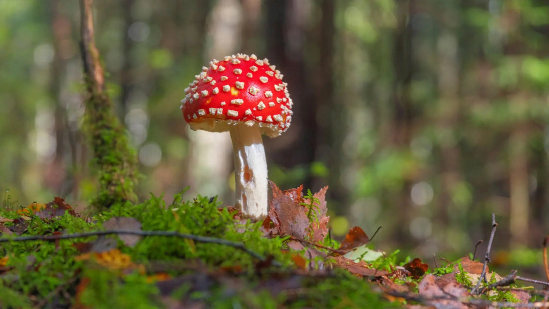 A Beginner's Guide to Consuming Amanita Muscaria - HappyAmanita